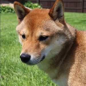 Meet your Posher, Anika